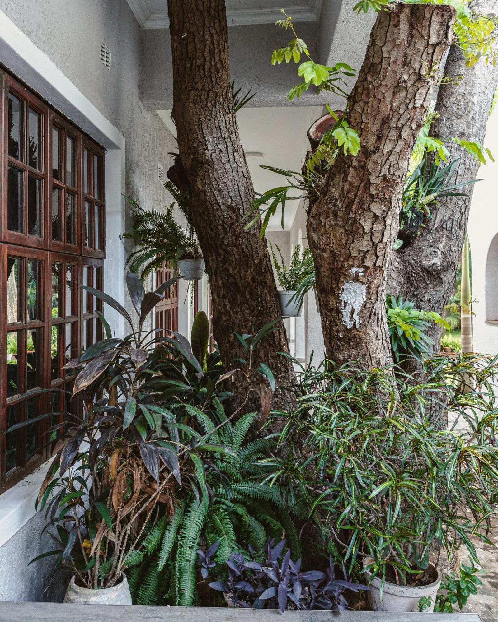 Jacaranda Lodge Καταρράκτες Βικτωρίας Εξωτερικό φωτογραφία